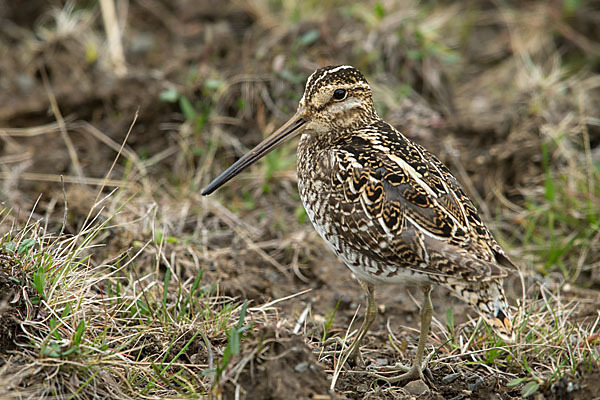 Bekassine (Gallinago gallinago)