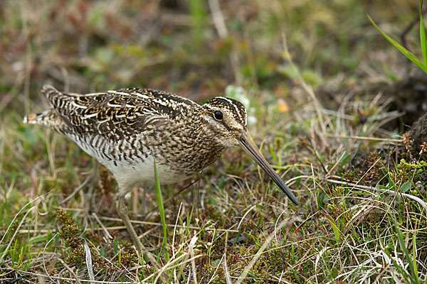 Bekassine (Gallinago gallinago)