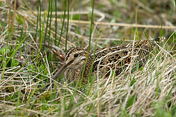 Bekassine (Gallinago gallinago)