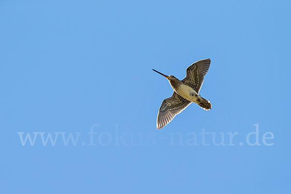 Bekassine (Gallinago gallinago)