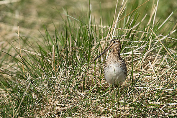 Bekassine (Gallinago gallinago)