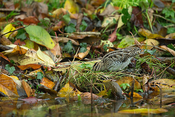 Bekassine (Gallinago gallinago)