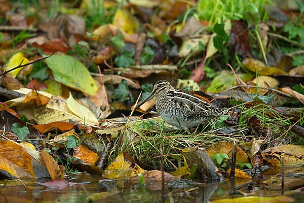 Bekassine (Gallinago gallinago)