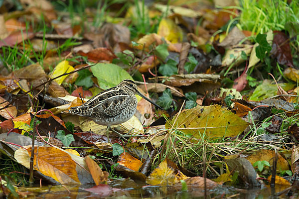 Bekassine (Gallinago gallinago)