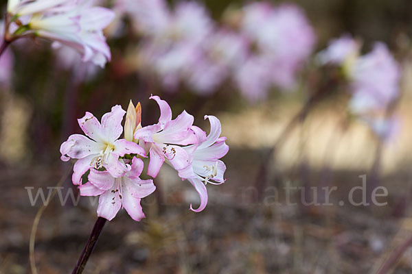 Belladonnalilie (Amaryllis belladonna)