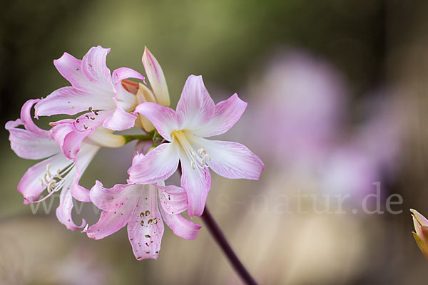 Belladonnalilie (Amaryllis belladonna)