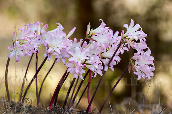 Belladonnalilie (Amaryllis belladonna)