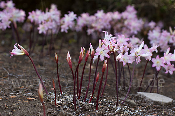 Belladonnalilie (Amaryllis belladonna)