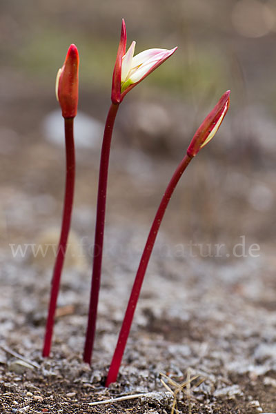 Belladonnalilie (Amaryllis belladonna)