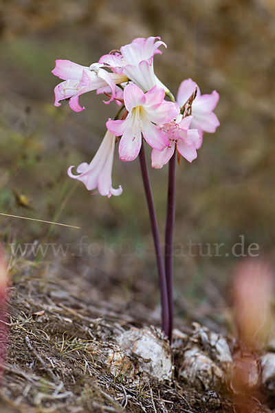 Belladonnalilie (Amaryllis belladonna)