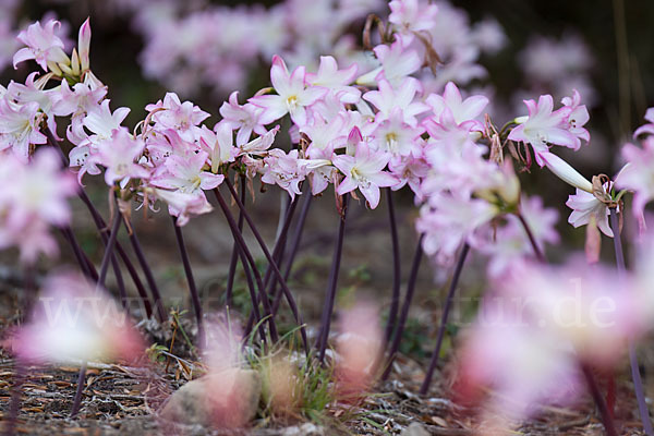 Belladonnalilie (Amaryllis belladonna)