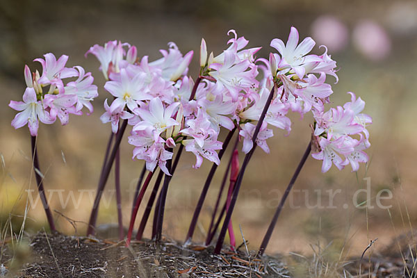 Belladonnalilie (Amaryllis belladonna)