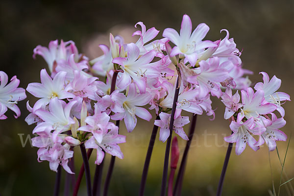 Belladonnalilie (Amaryllis belladonna)