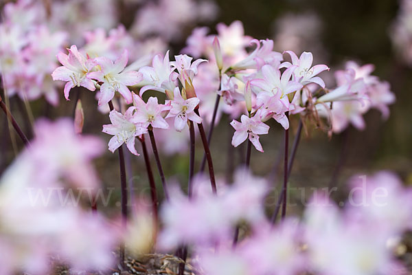 Belladonnalilie (Amaryllis belladonna)