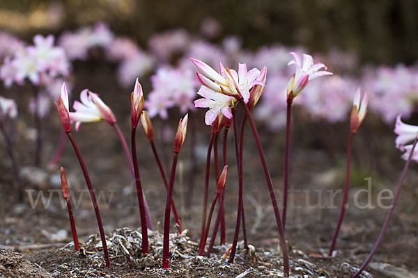 Belladonnalilie (Amaryllis belladonna)