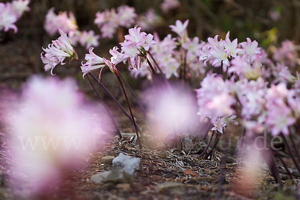 Belladonnalilie (Amaryllis belladonna)