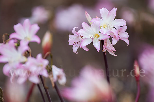 Belladonnalilie (Amaryllis belladonna)