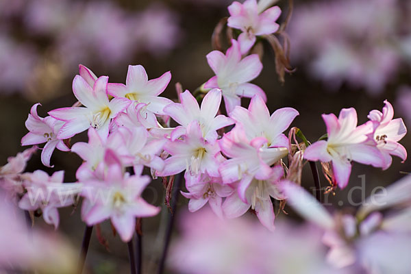 Belladonnalilie (Amaryllis belladonna)