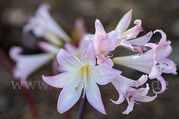 Belladonnalilie (Amaryllis belladonna)