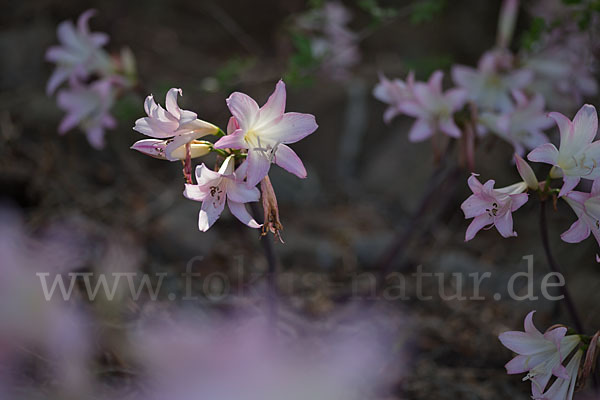 Belladonnalilie (Amaryllis belladonna)