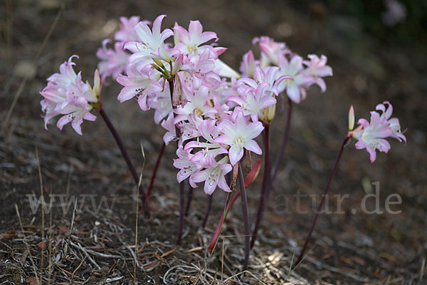 Belladonnalilie (Amaryllis belladonna)