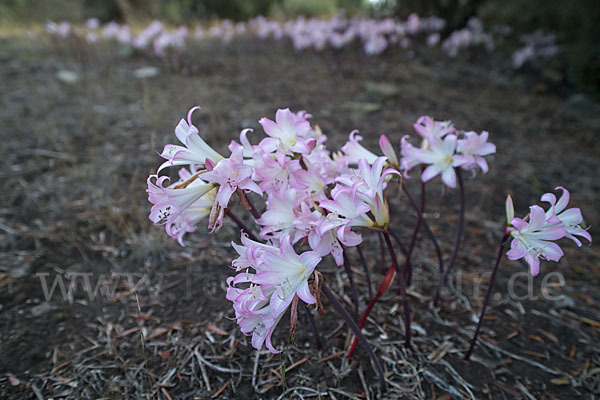 Belladonnalilie (Amaryllis belladonna)