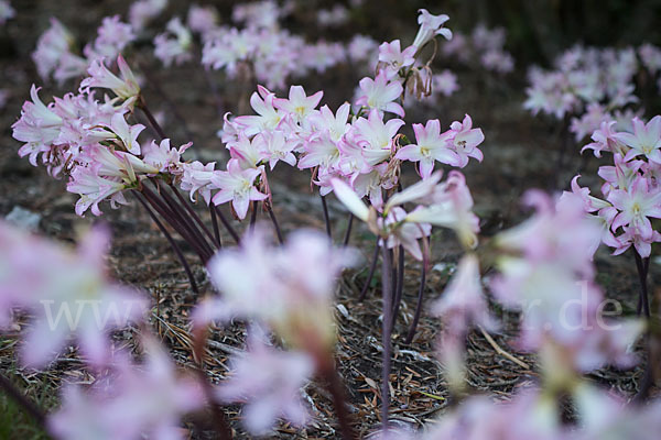 Belladonnalilie (Amaryllis belladonna)