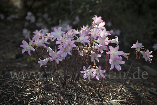 Belladonnalilie (Amaryllis belladonna)