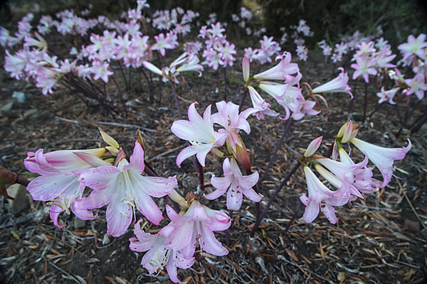 Belladonnalilie (Amaryllis belladonna)