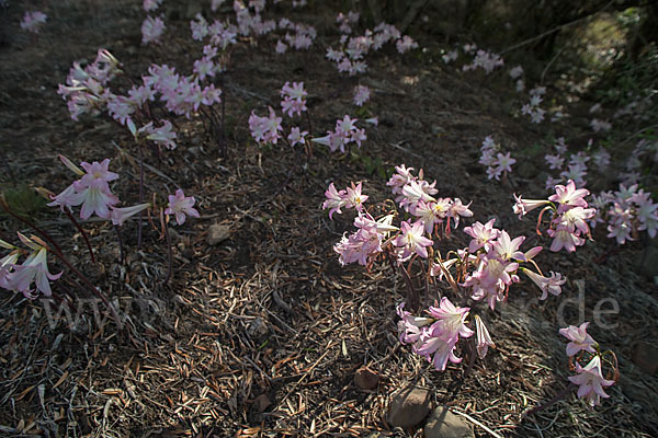 Belladonnalilie (Amaryllis belladonna)