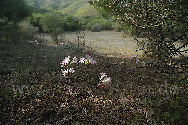 Belladonnalilie (Amaryllis belladonna)