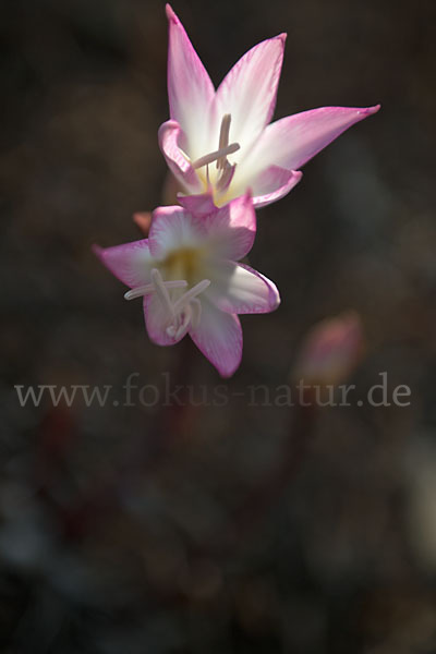 Belladonnalilie (Amaryllis belladonna)