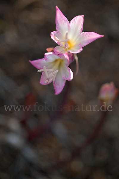 Belladonnalilie (Amaryllis belladonna)