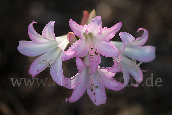 Belladonnalilie (Amaryllis belladonna)