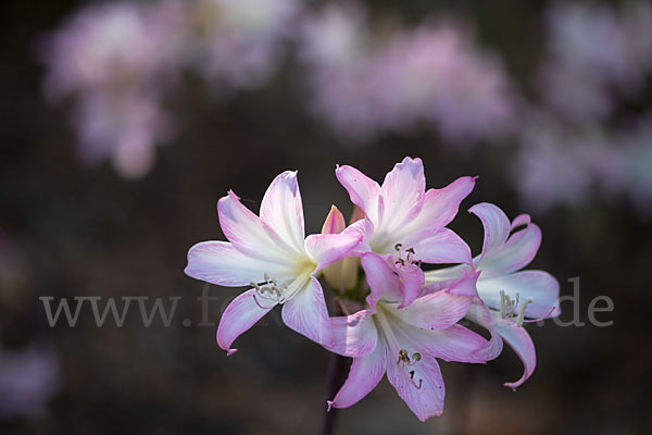 Belladonnalilie (Amaryllis belladonna)