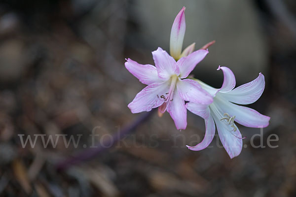 Belladonnalilie (Amaryllis belladonna)