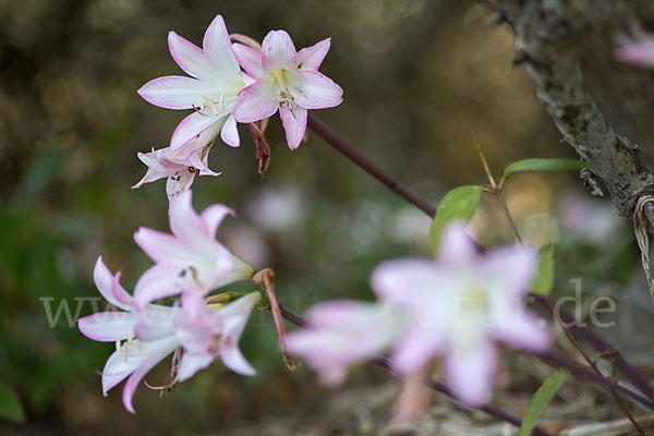 Belladonnalilie (Amaryllis belladonna)