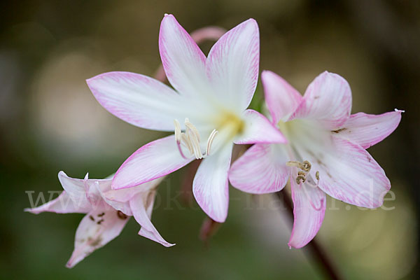 Belladonnalilie (Amaryllis belladonna)