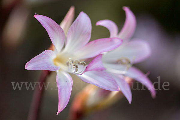 Belladonnalilie (Amaryllis belladonna)