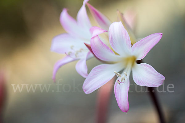 Belladonnalilie (Amaryllis belladonna)