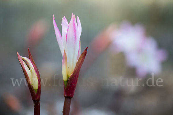 Belladonnalilie (Amaryllis belladonna)