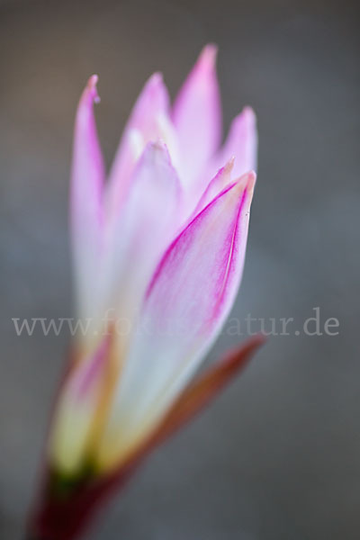 Belladonnalilie (Amaryllis belladonna)