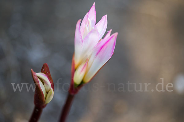 Belladonnalilie (Amaryllis belladonna)