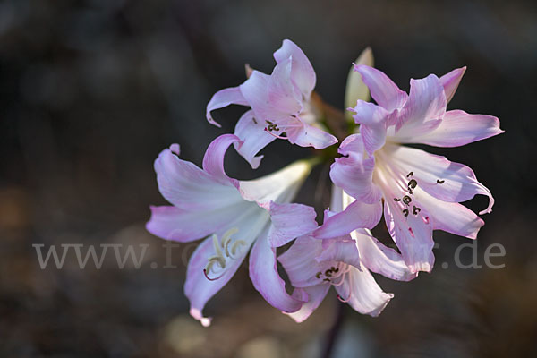 Belladonnalilie (Amaryllis belladonna)