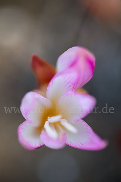 Belladonnalilie (Amaryllis belladonna)