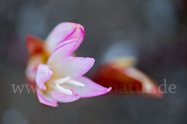 Belladonnalilie (Amaryllis belladonna)