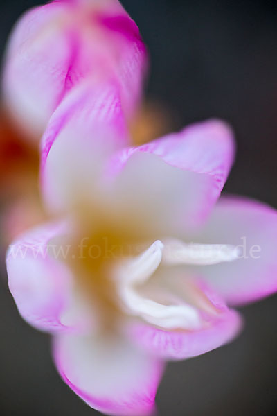 Belladonnalilie (Amaryllis belladonna)