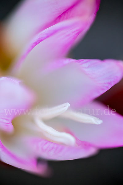 Belladonnalilie (Amaryllis belladonna)