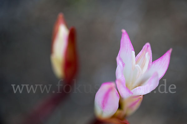 Belladonnalilie (Amaryllis belladonna)