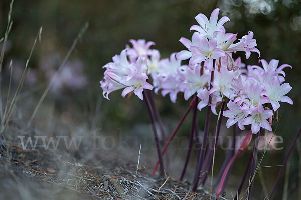 Belladonnalilie (Amaryllis belladonna)